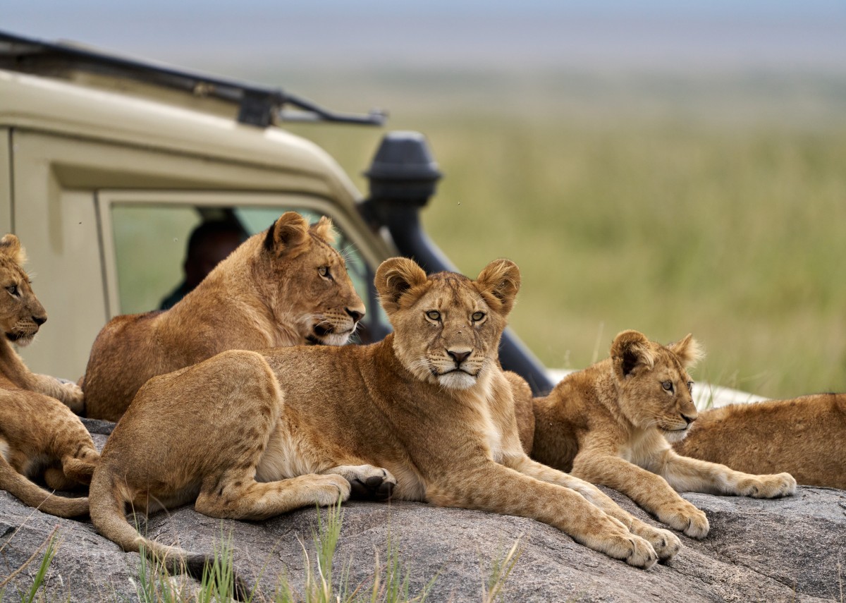 Tanzanie - Safaris